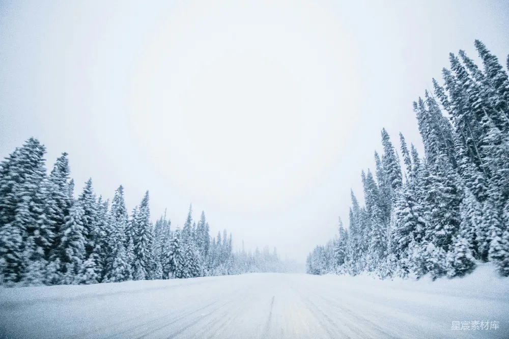 高清摄影 覆盖着白雪的松树