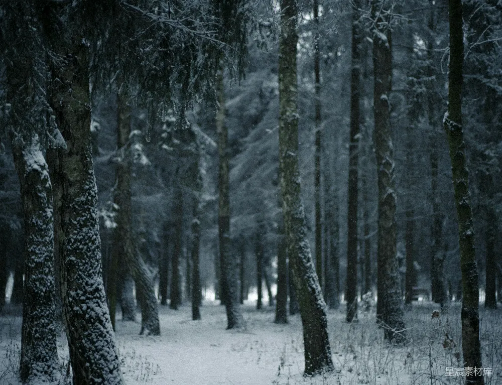 高清摄影 雪林中一条通往高树的路径