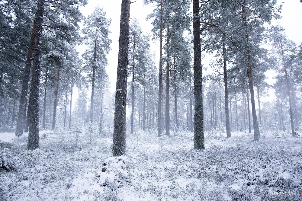 高清摄影 白天树木覆盖着白雪