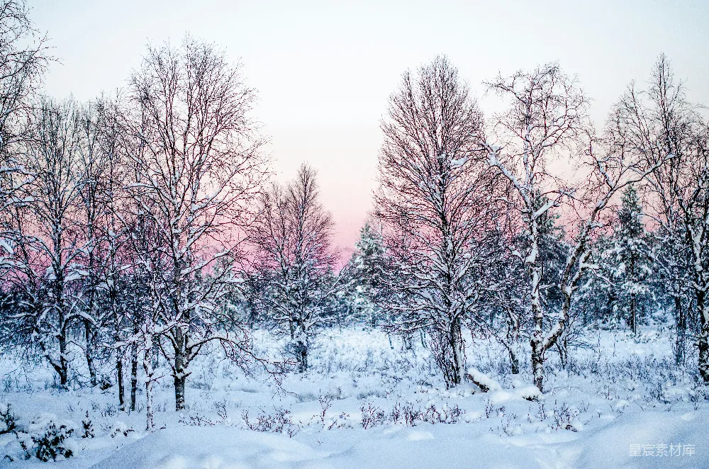 高清摄影 光秃秃的树覆盖着白雪