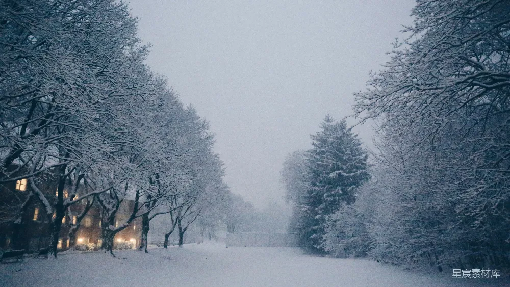 高清摄影 白天树木覆雪