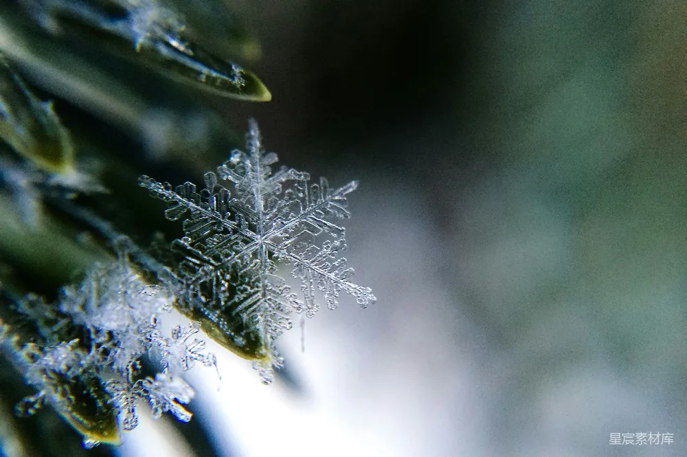 高清摄影 树枝上一朵雪花的特写