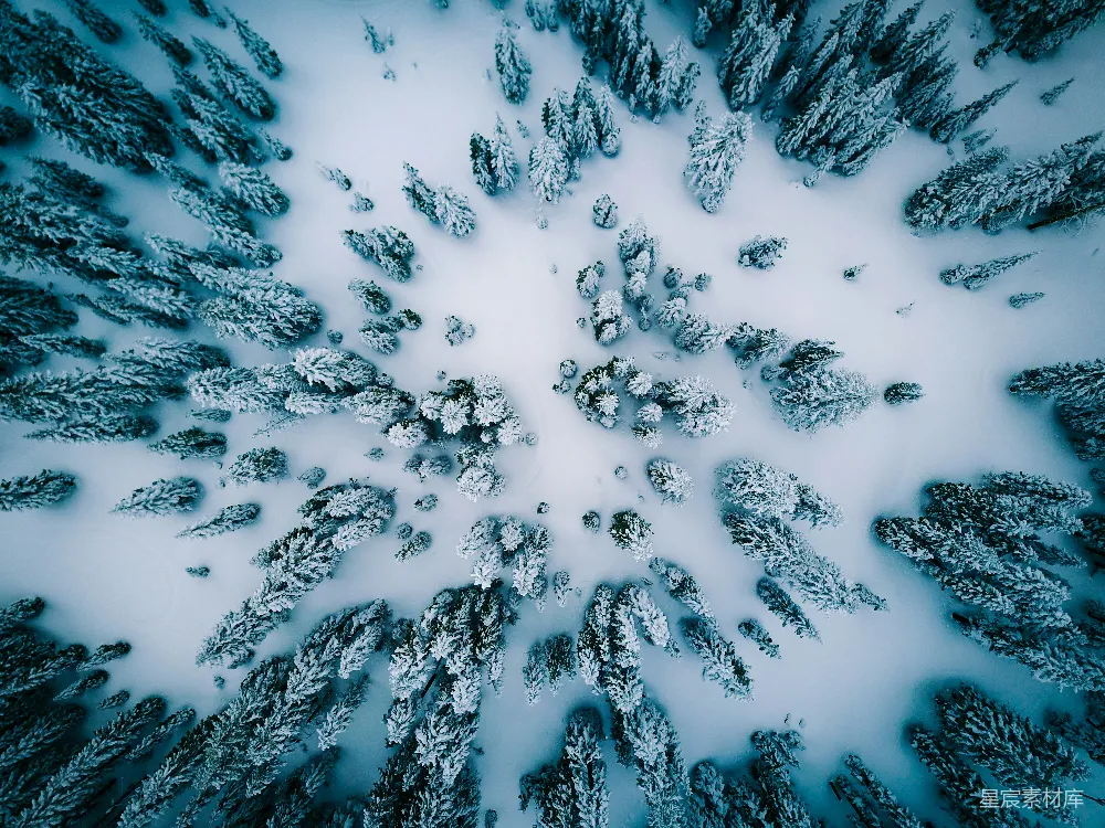 高清摄影 覆盖白雪的松树俯视图