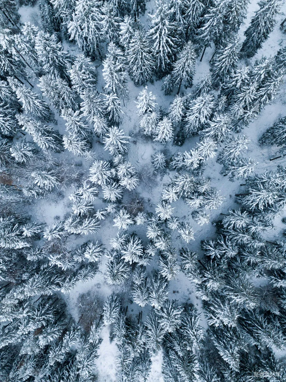 高清摄影 树的 aerial 拍摄