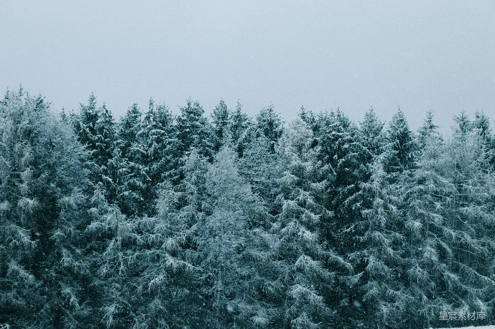 高清摄影 覆盖着白雪的绿松树