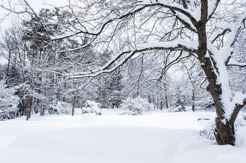 高清摄影 白天覆盖着白雪的地面上光秃秃的树木
