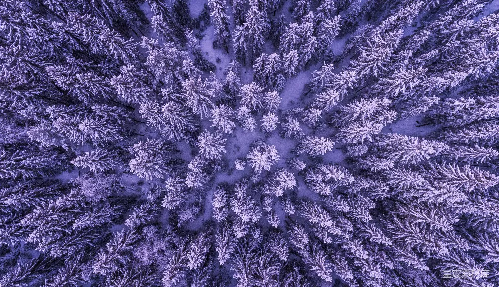 高清摄影 雪地上的森林顶视图