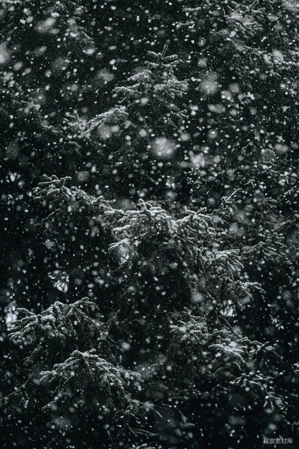 高清摄影 夜晚中一棵覆盖着白雪的树