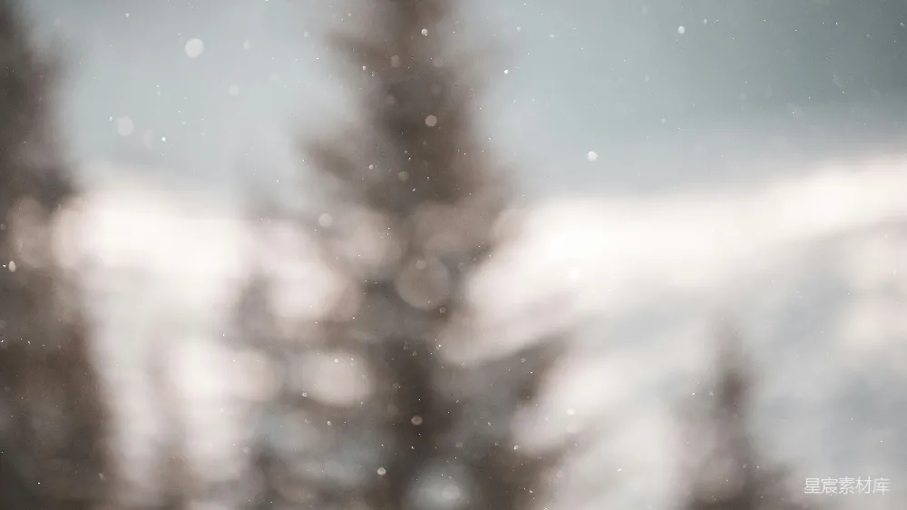 高清摄影 雪地里一张模糊的松树照片