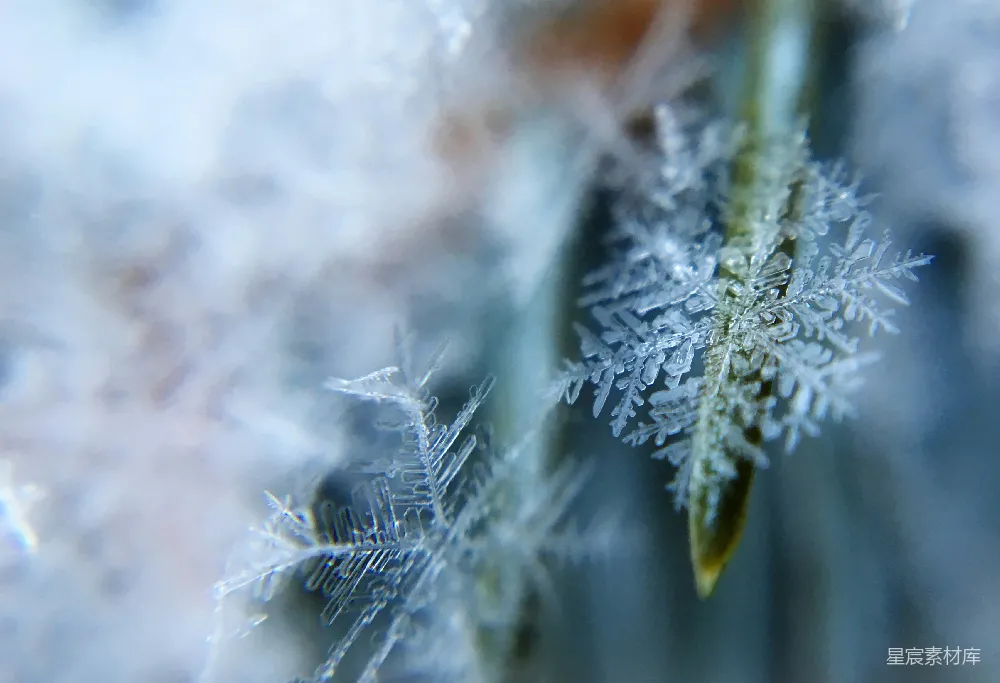 高清摄影 浅聚焦摄影雪flake