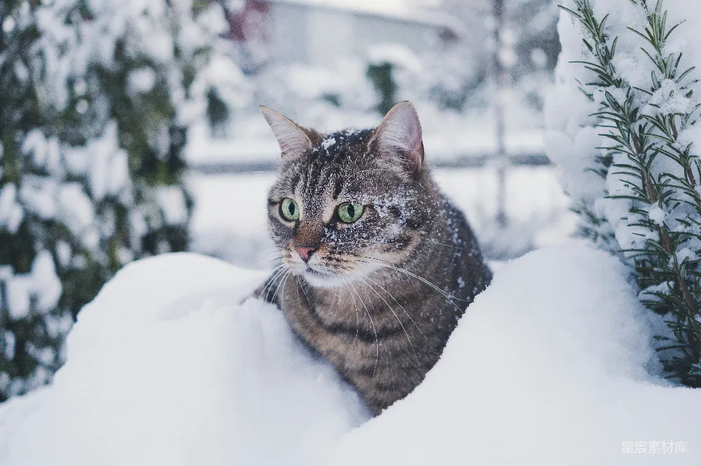 高清摄影 棕色虎斑猫在覆盖着雪的地面上