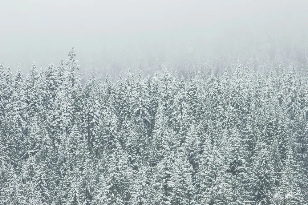 高清摄影 覆盖着雪的树木