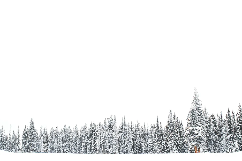 高清摄影 雪地里的松树