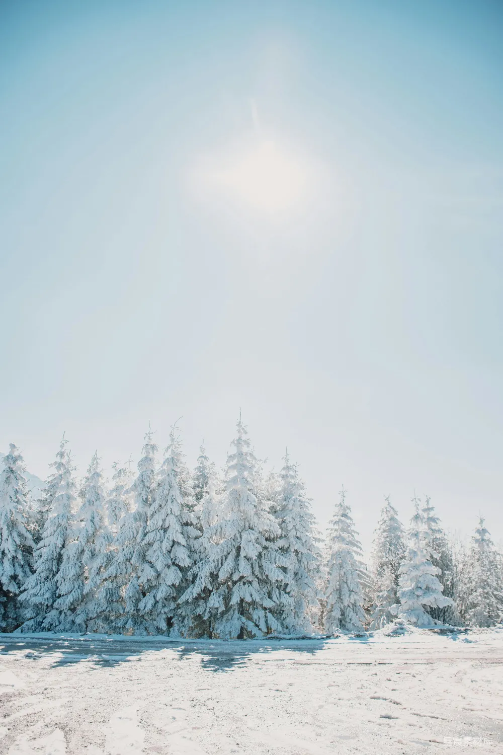 高清摄影 白天雪花覆盖的松树在白色天空下