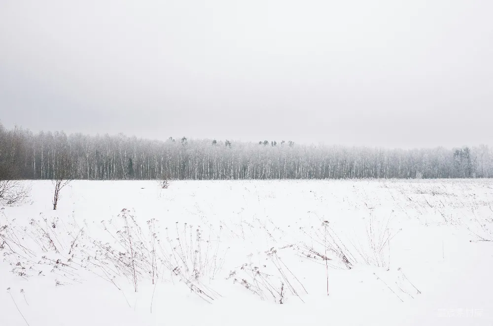高清摄影 远处有树的雪地