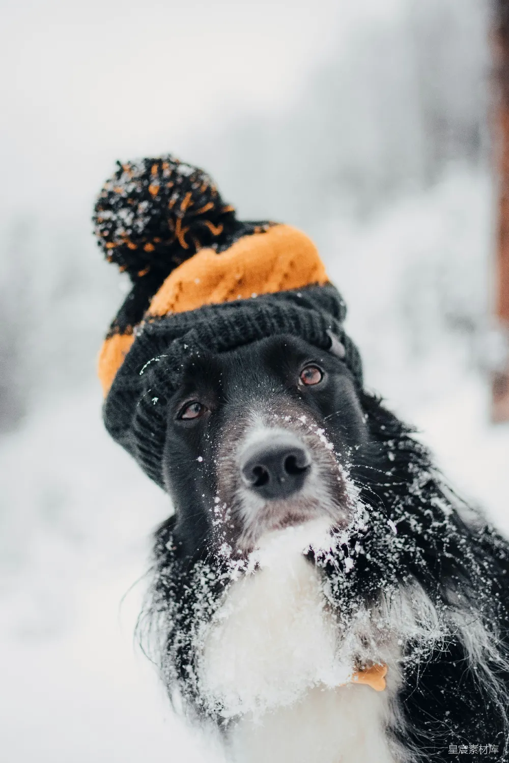 高清摄影 成年短毛狗坐在雪中戴着橙色和黑色的帽子