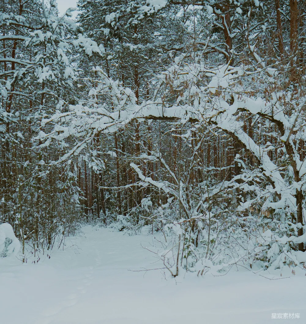 高清摄影 雪覆盖的森林中的宁静冬景。
