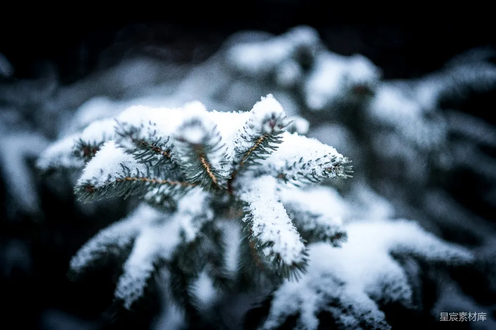 高清摄影 覆盖着白雪的植物