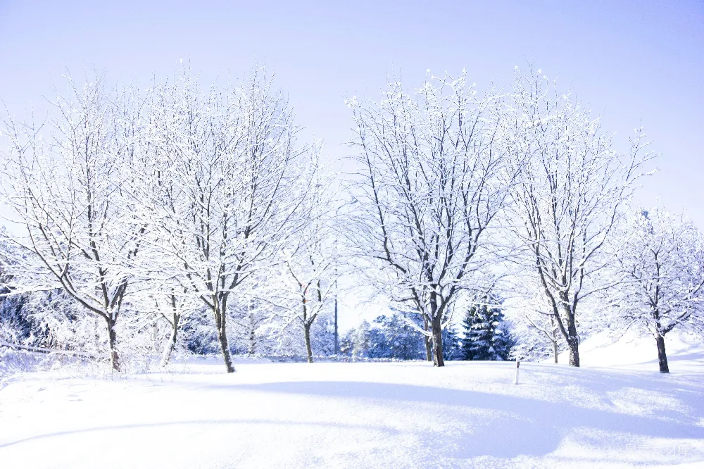 高清摄影 白雪覆盖的空旷田野与裸露的树木