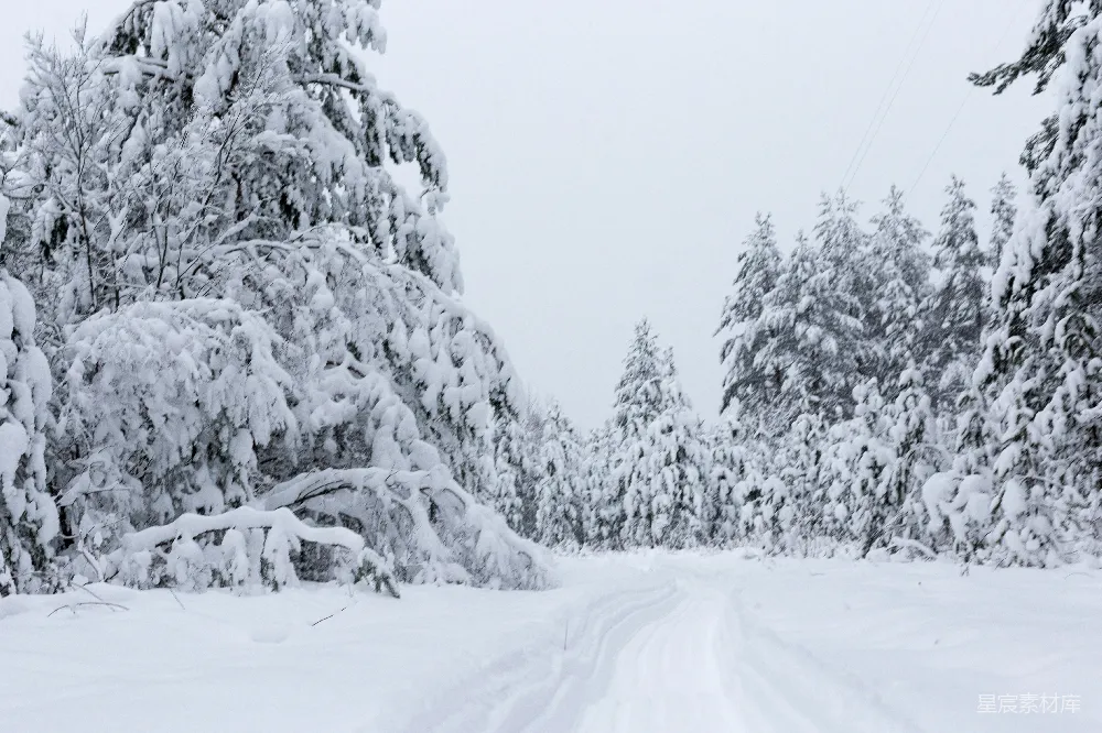 高清摄影 白天树木覆雪