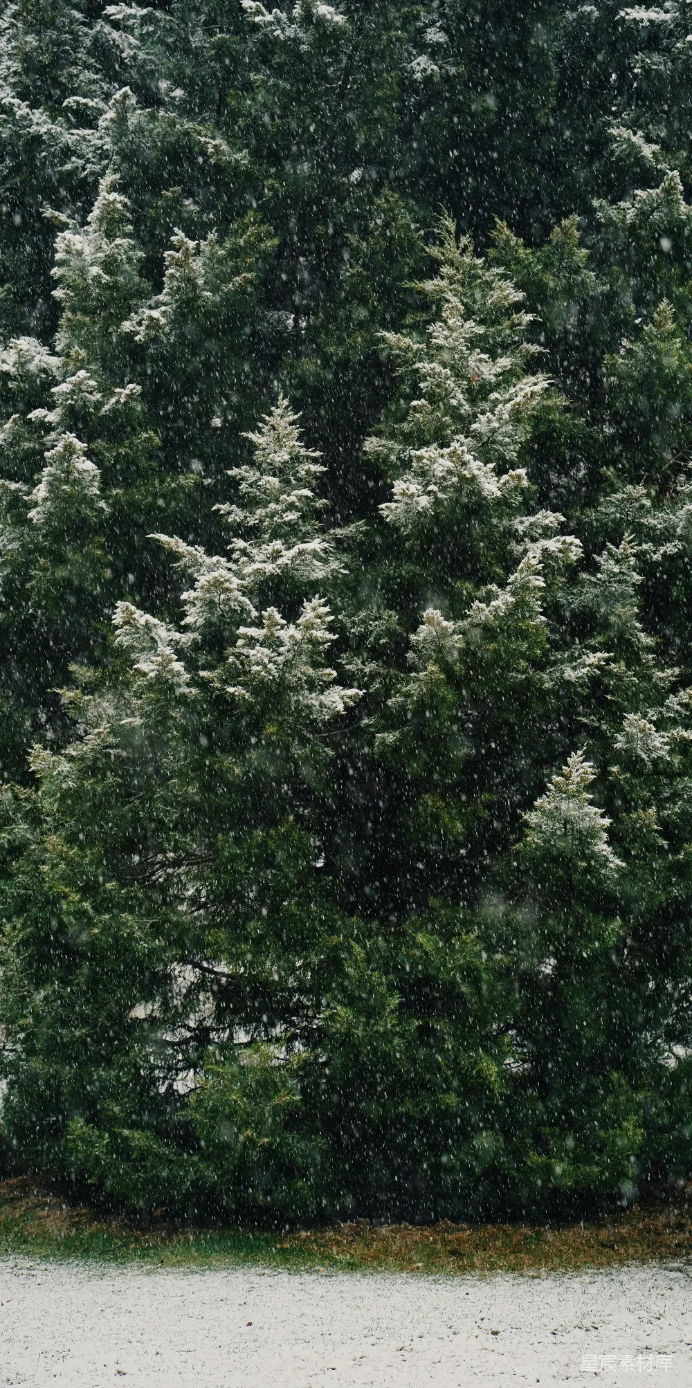 高清摄影 一棵覆盖着白雪的树前面有一张长凳