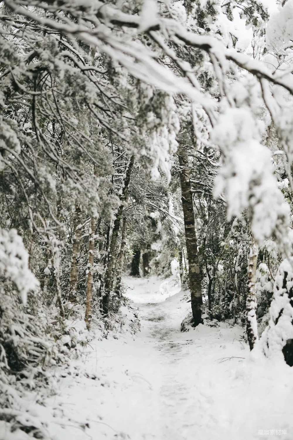 高清摄影 覆盖着白雪的树木