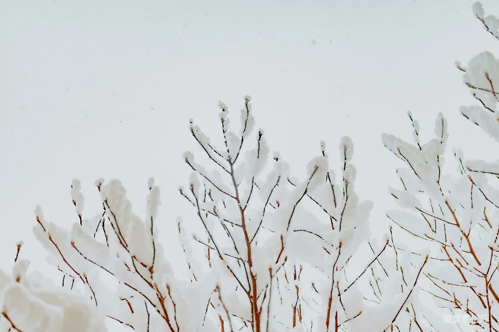 高清摄影 枯叶的棕色树木覆盖着白雪