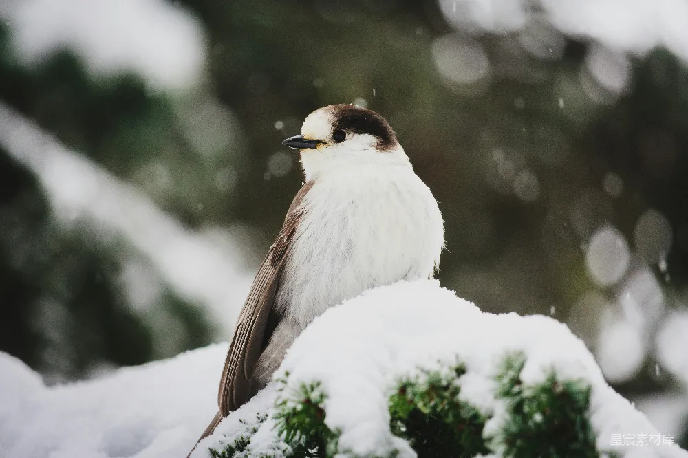 高清摄影 白黑相间的小鸟栖息在绿色植物上，下着雪。