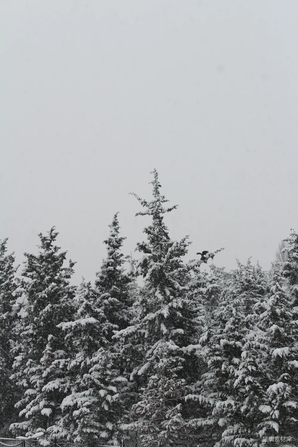 高清摄影 白天覆盖着白雪的松树