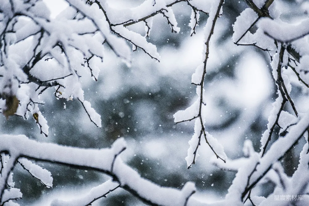 高清摄影 白天积雪覆盖的树干