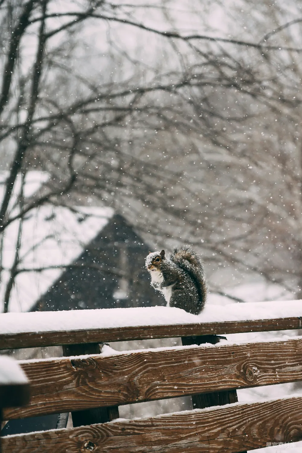 高清摄影 白天树木覆盖着白雪