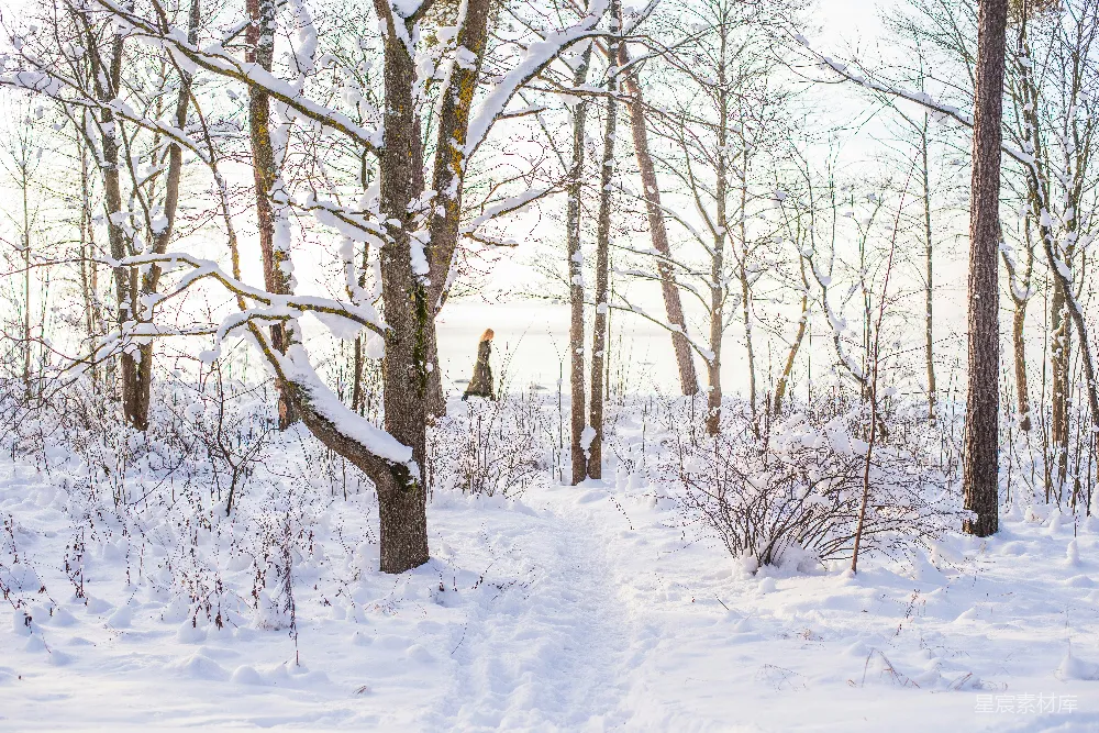 高清摄影 棕色树上的雪