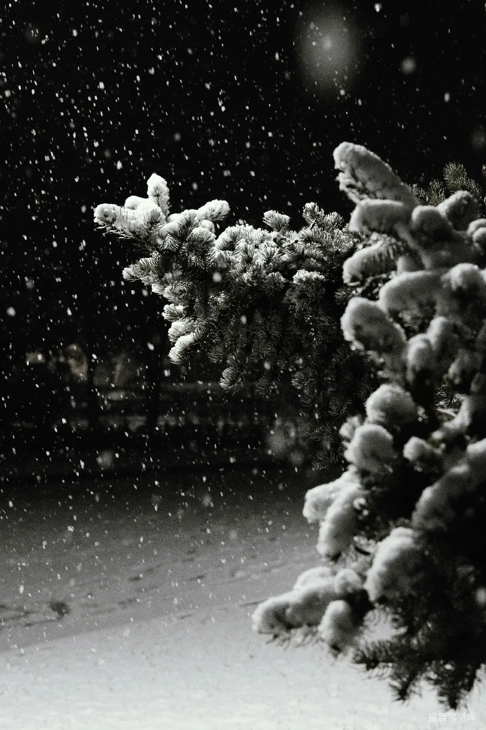 高清摄影 一幅黑白照片中的覆盖着白雪的树木