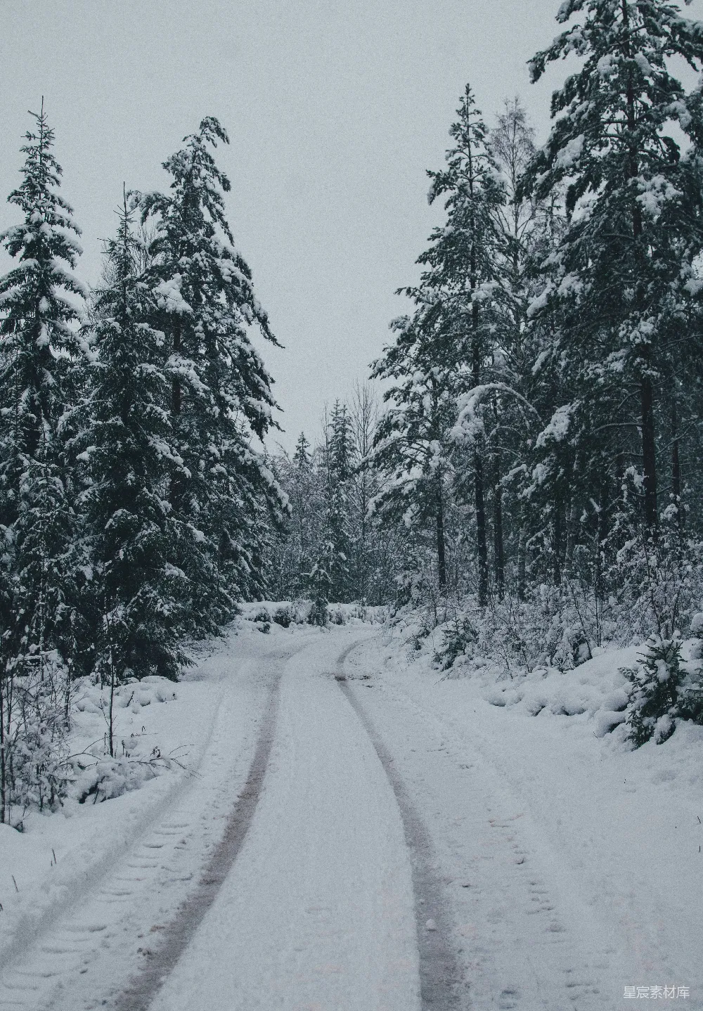 高清摄影 白天树木间的雪覆盖的道路