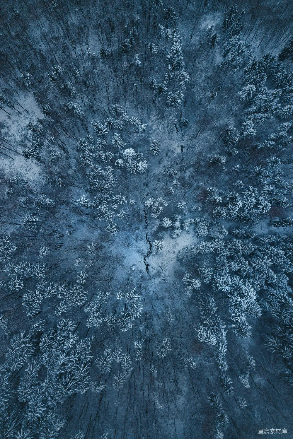高清摄影 雪覆盖树木的鸟瞰视角