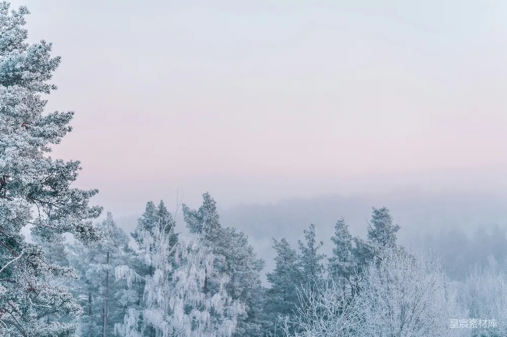 高清摄影 白天树木覆雪