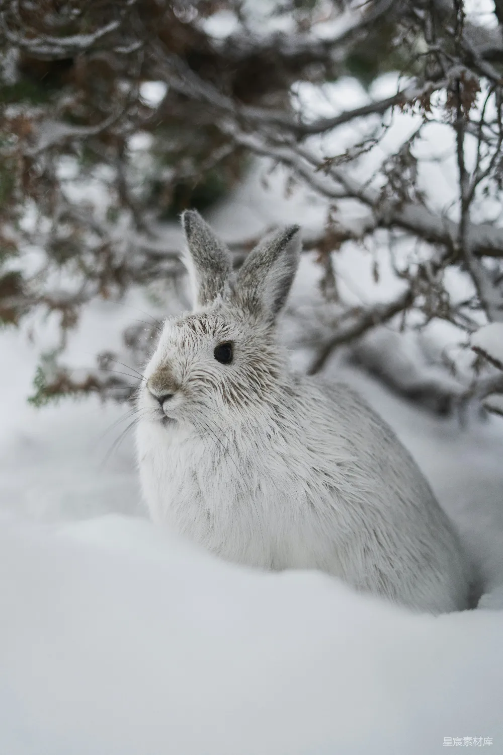 高清摄影 雪地里的兔子