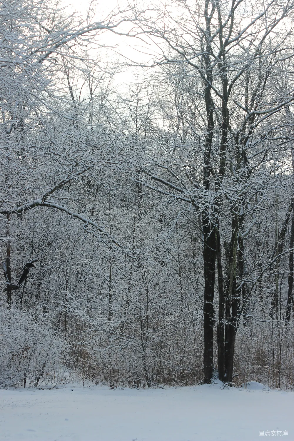 高清摄影 白天树木覆盖着白雪