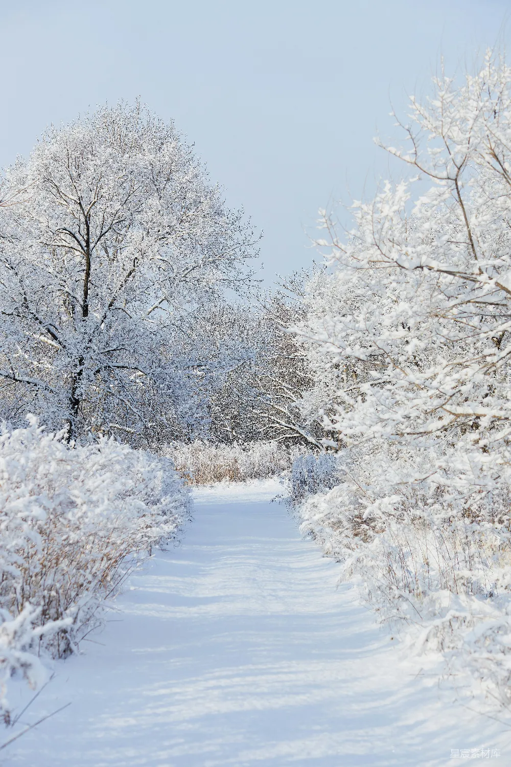 高清摄影 白天树木覆雪