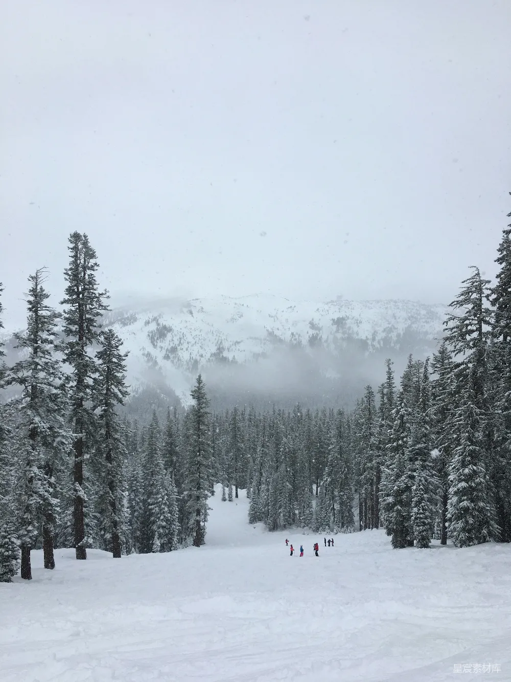 高清摄影 覆盖着白雪的树木