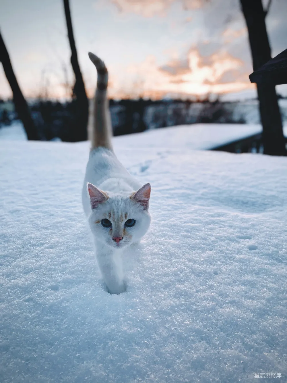 高清摄影 白天白猫在雪地中的场景