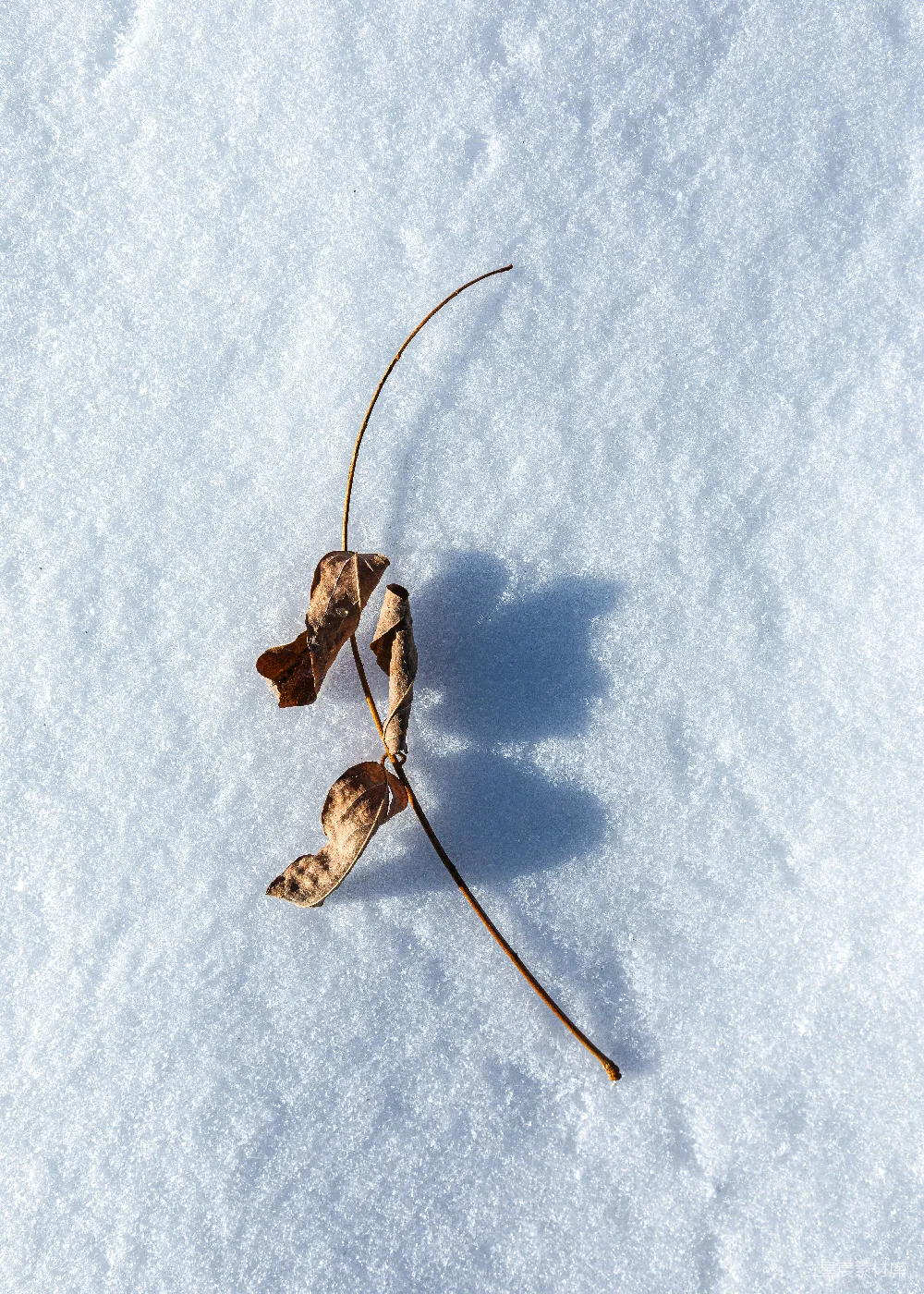 高清摄影 棕色干叶覆盖在白色雪上