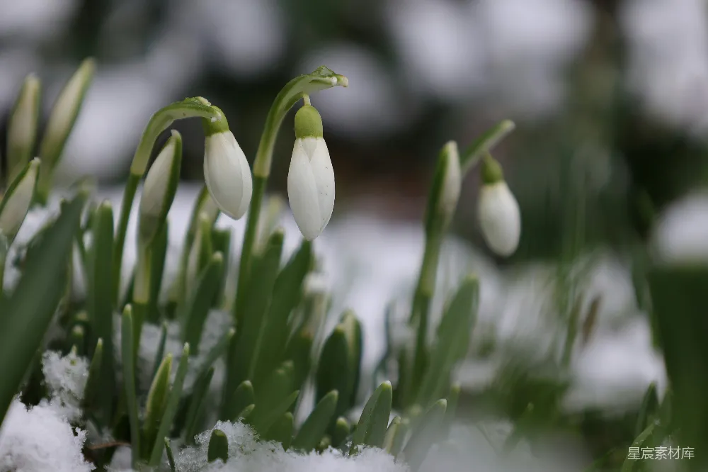 高清摄影 带雪的水仙花群