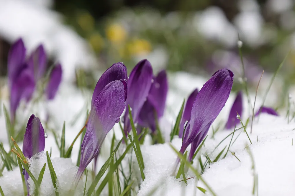 高清摄影 一群紫色的花坐在覆盖着白雪的地面上
