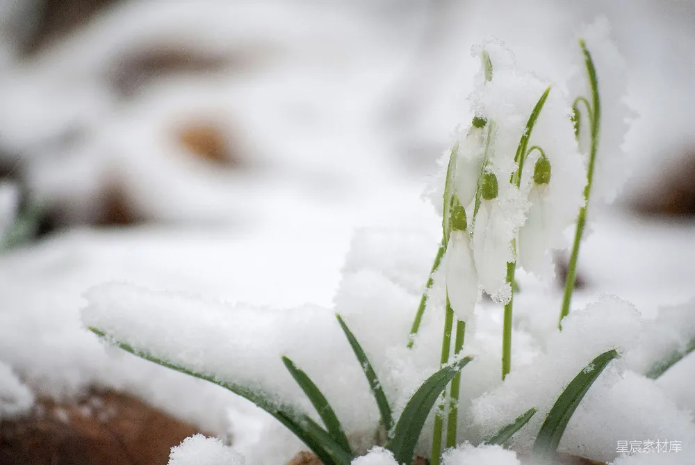 高清摄影 覆盖着白雪的植物特写