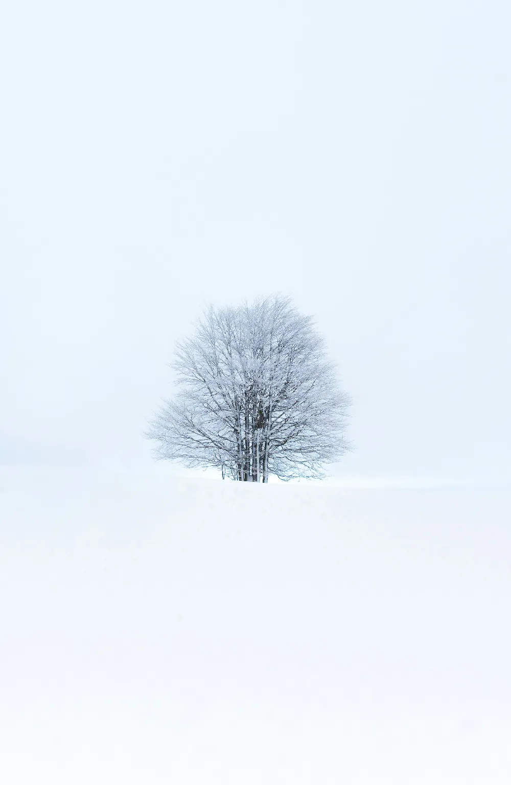 高清摄影 雪地上的光秃秃的树