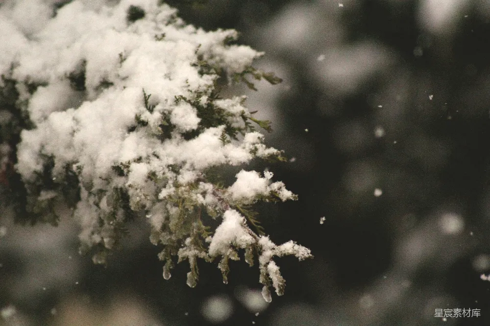 高清摄影 聚焦于覆盖着雪花的松树