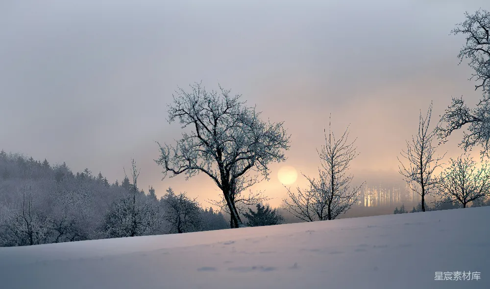 高清摄影 白天树干裸露的雪地上的景象