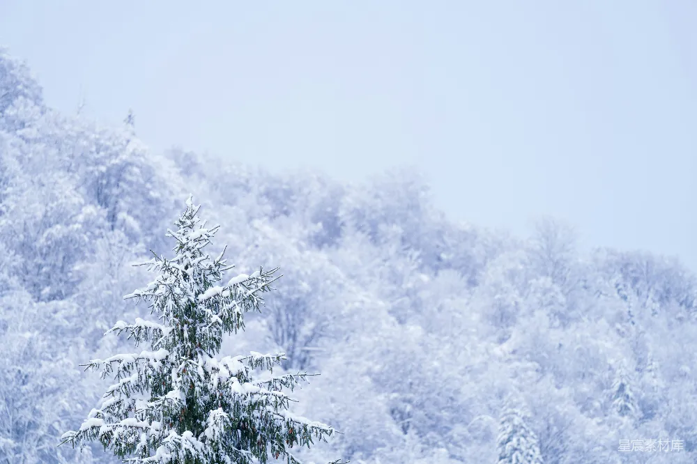 高清摄影 山脚下覆盖着白雪的树木