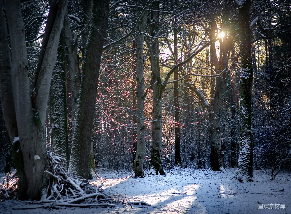高清摄影 白天覆盖积雪的有树的地表